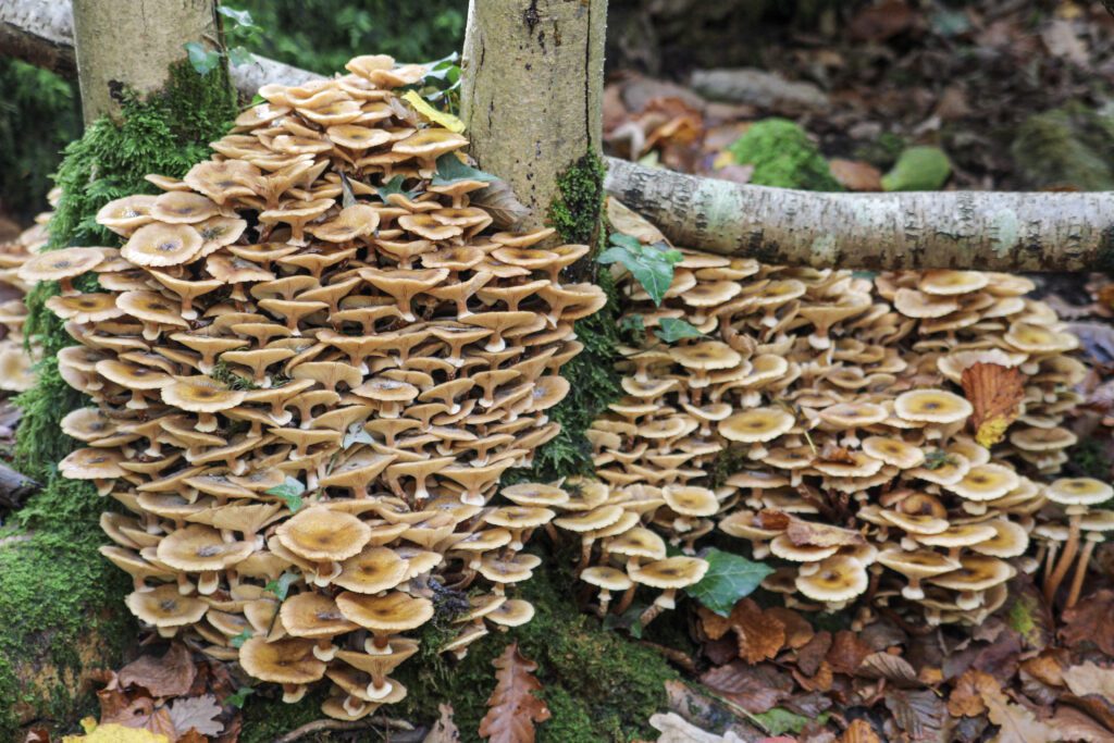 Honey fungus growing in Nowhere Wood.