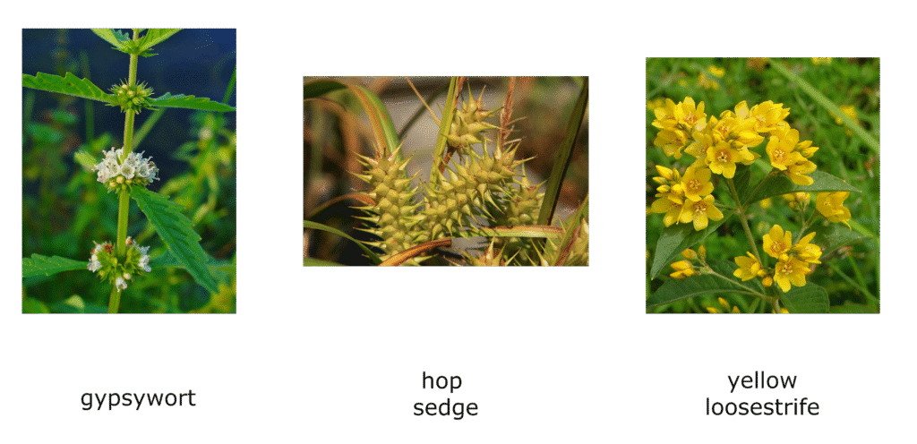 New arrivals at Trendlewood Park pond