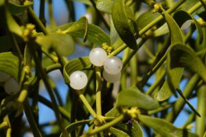 The mistletoe bough and New Year’s Eve