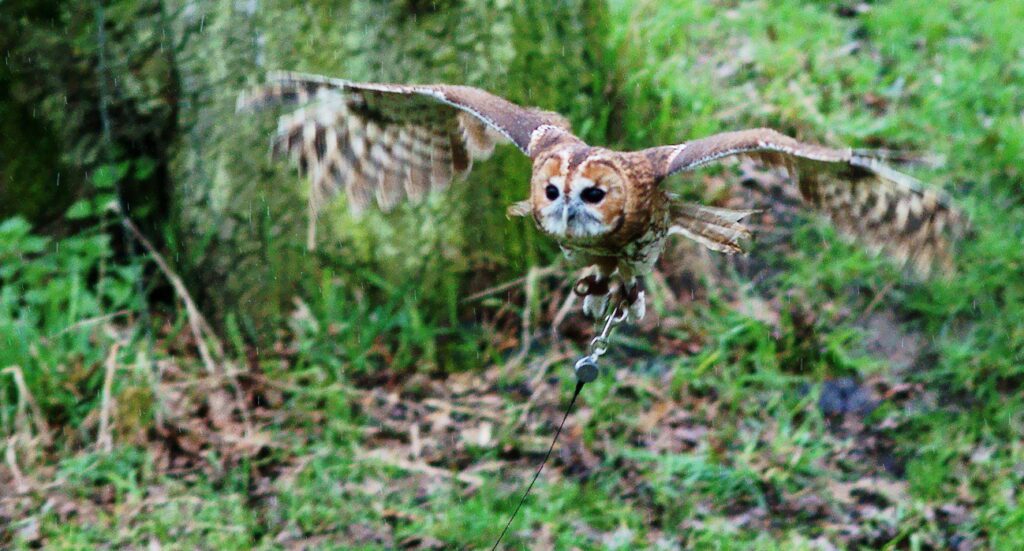 A Tawny owl in flight