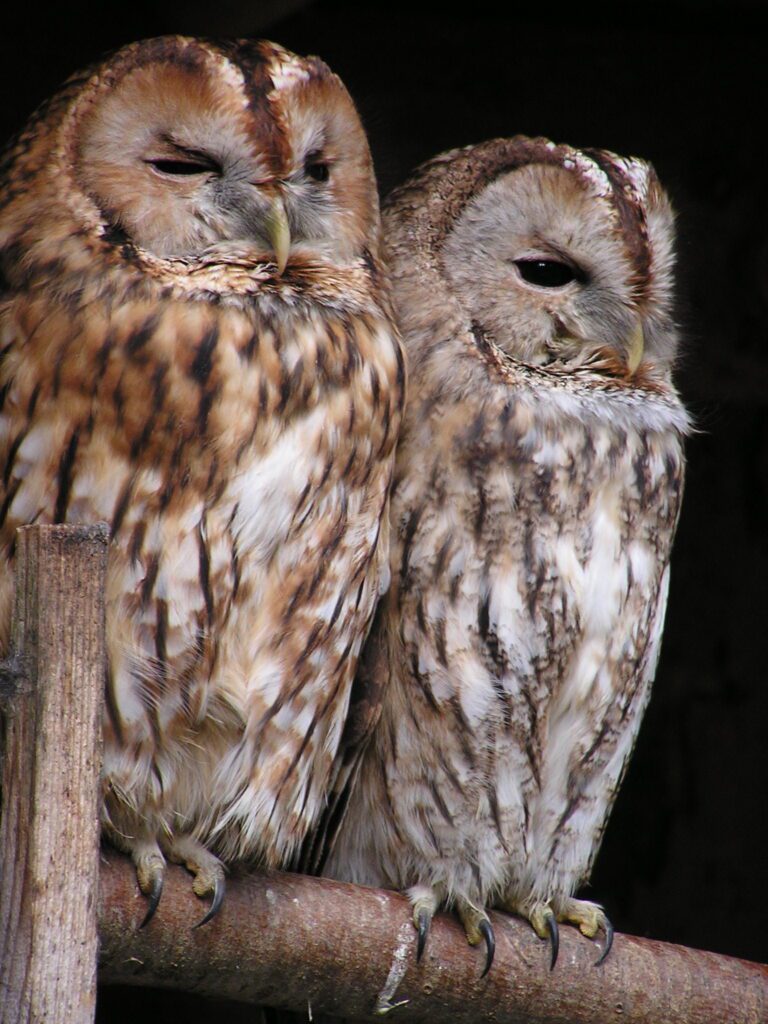 Tawny owls. [Photograph: https://www.pickpik.com/tawny-owl-owl-bird-birds-night-active-animal-3227]