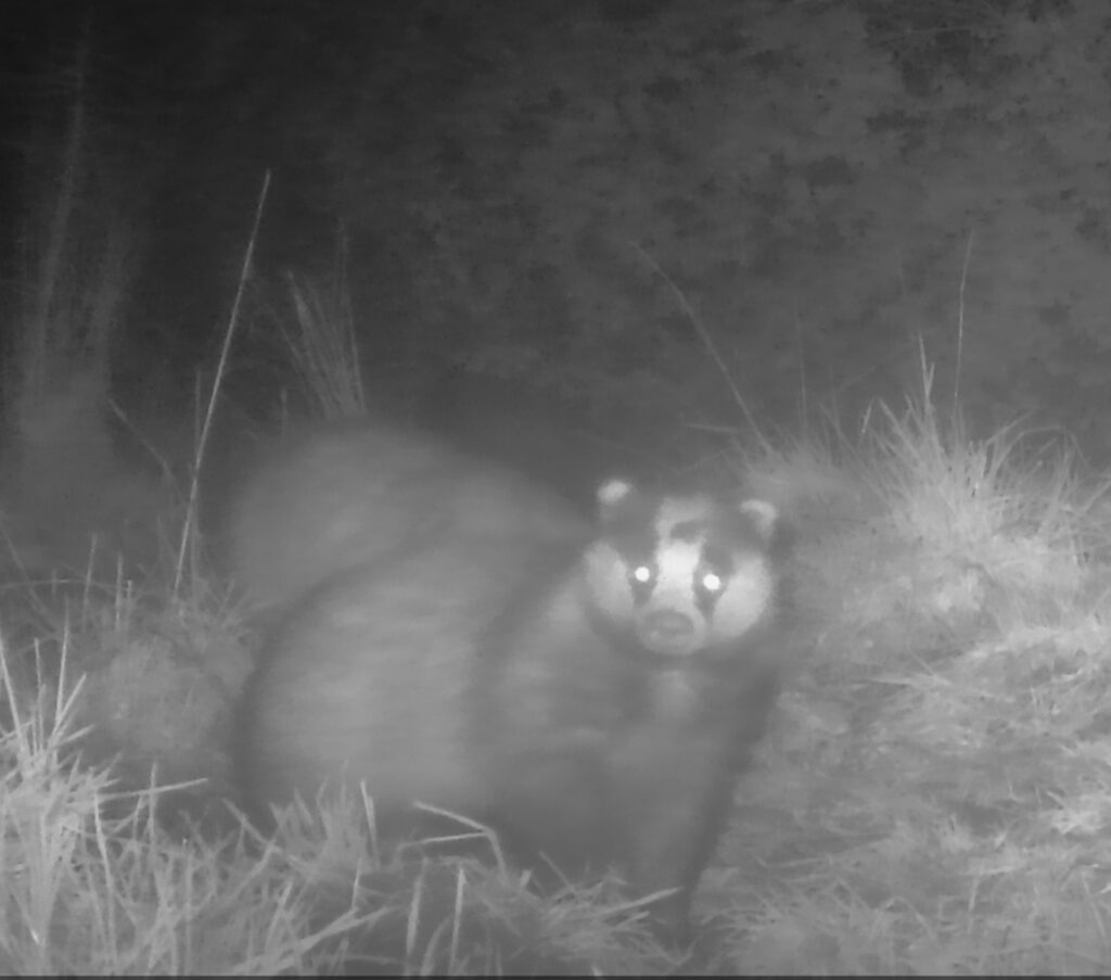 Male badger near Nowhere Wood, February 2026