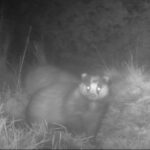 The badgers of Nowhere Wood – a February story