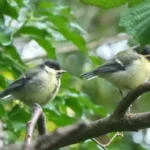The titmice of Nowhere Wood