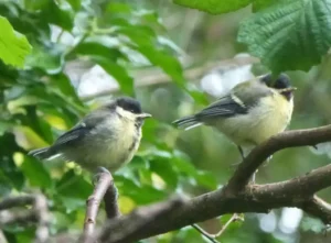 The titmice of Nowhere Wood