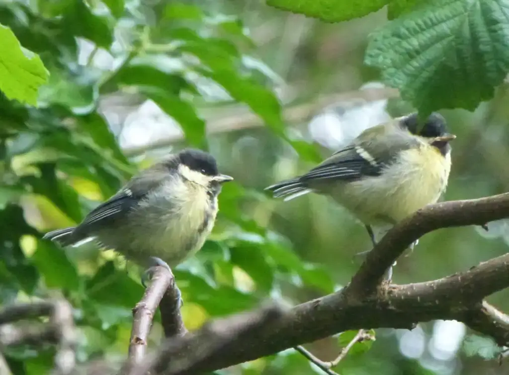 Blue tits in Nowhere Wood. [Photograph: Andrew Town]