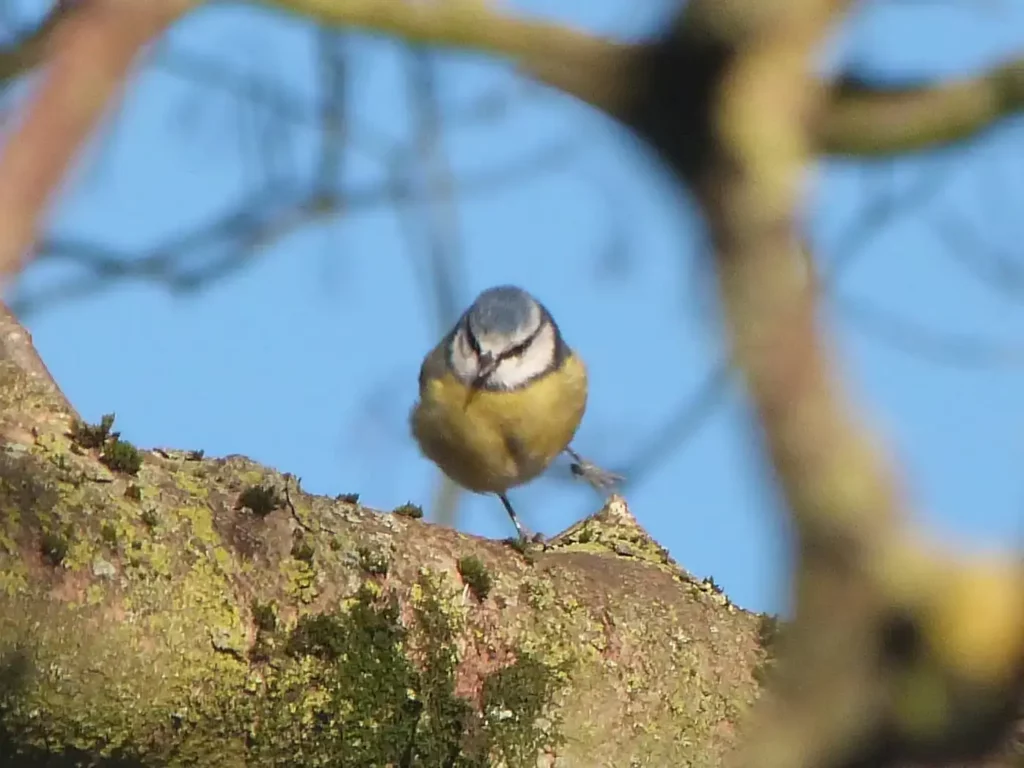 Blue tit in Trendlewood Park. [Photograph: Andrew Town]
