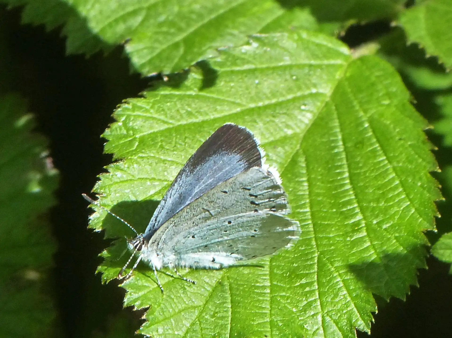 A good year for holly blues